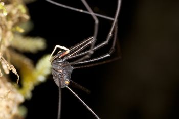 Media type: image;   Invertebrate Zoology 29267